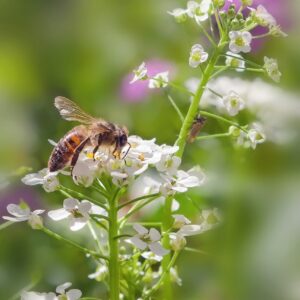 bee, flowers, pollinate-5935058.jpg