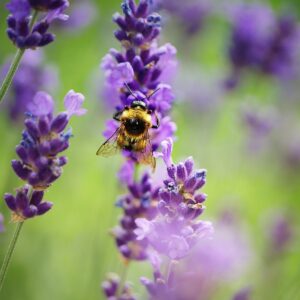 insect, bumblebee, bee-3582723.jpg