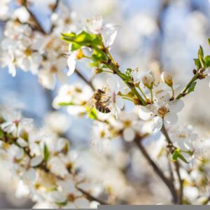 plum-blossom-g648495b92_1280