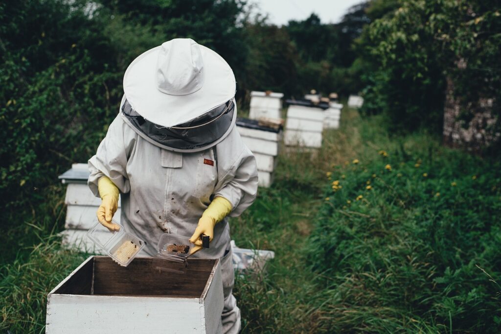 apiary, bee, bee farm-1866740.jpg